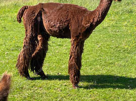 Brown Suri Alpaca Stud Male