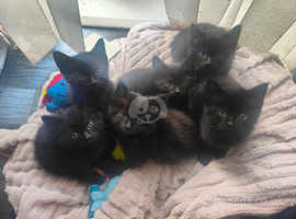 Black kittens fore sale.