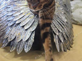 Bengal for rehoming