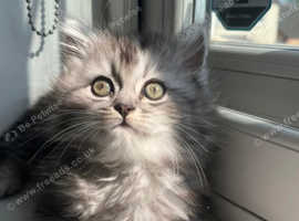 Female ragdoll X Persian