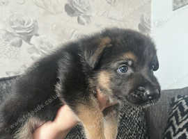 2 Beautiful German Shepherd Pups