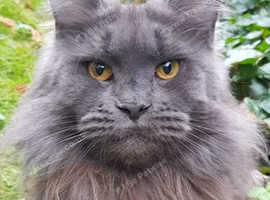 KING SIZE Maine Coon kittens looking for home