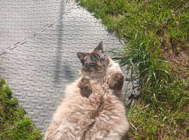 Ragdoll