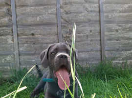 Rehome cane corso