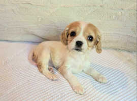 Tiny cavalier king Charles female