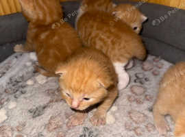 Ginger kittens