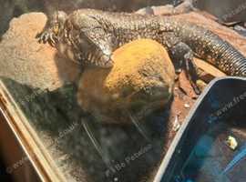 Black and white Argentinian Tegu
