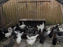 POL Pullets
