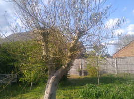 Olive tree