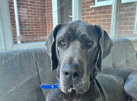 3 year old Great Dane