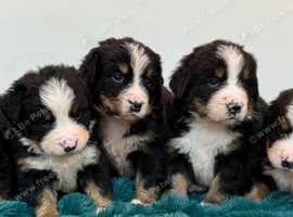Bernese Mountain Dog Puppies