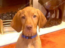 5 Generation Champion Vizsla Bloodlines KC Boy