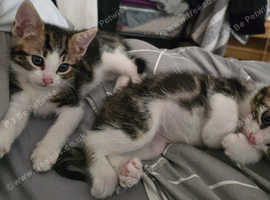 Kittens