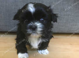 1 Boy Shihtzu in Rotherham S61 on Freeads Classifieds - Shih Tzus ...