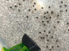 Newly hatched axolotls