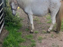 Pintoalosa Shetland colt 2 year old very quiet