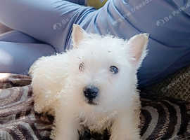 West Highland terrier