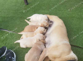 Labrador retriever pups ,  fox red and golden