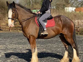 17.2h 4Yo Bay Clydsdale Gelding