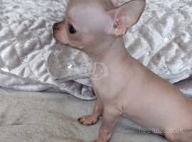 Tiny Hairless Chihuahua female