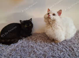 Two stunning Munchkins