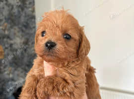 Cavapoo puppies 4 left