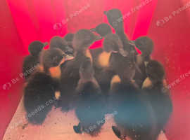 Cayuga ducklings unsexed