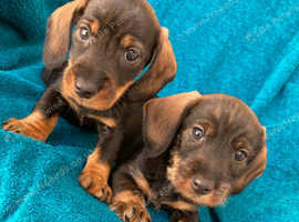 Miniature dachshund puppies