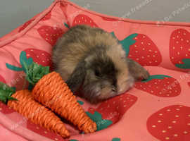 6 mini lop babies available