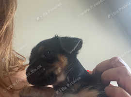 Half chowower half Yorkshire terrier
