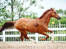 16.1hh 8yo old mare TB Horse for sale