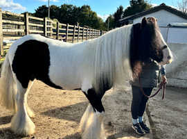 Rising 5, 13.2HH one in a million gelding