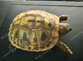 Hermann's Tortoise. Certificate Yellow in Sutton SM1 on Freeads ...