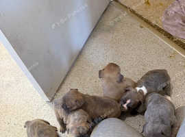 French/English bulldogs
