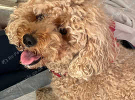 Cavapoo  Pups Simply Stunning!