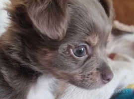 Want to buy chihuahua sales puppy