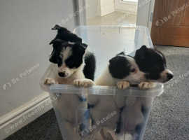 Border collie puppies