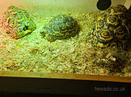 3 lovely friendly leappad tortoise
