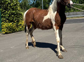 Jacky looking for loving home