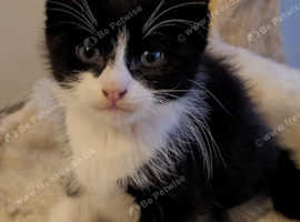 Beautiful boy Kitten