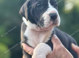 Superb Home bred Health Tested KC Dane pups