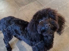 Absolutely Beautiful Female Cockapoo Pup in Mansfield NG20 on Freeads ...