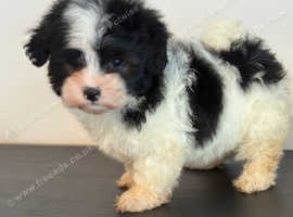 Havanese bichon