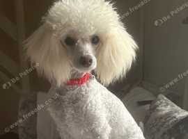 2 toy poodles for sale