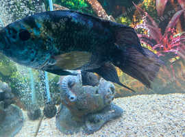 Electric blue jack Dempsey