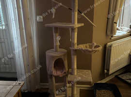 FREE KITTEN CLIMBING TREE