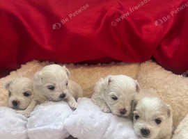 Pedigree Maltase puppies