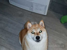 Female shiba inu for 2024 sale