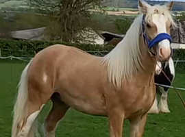 Palomino cob