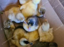 Day old/ducklings Runner Ducks Not Sexed